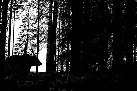 Ursus_arctos
A wild brown bear silhouette