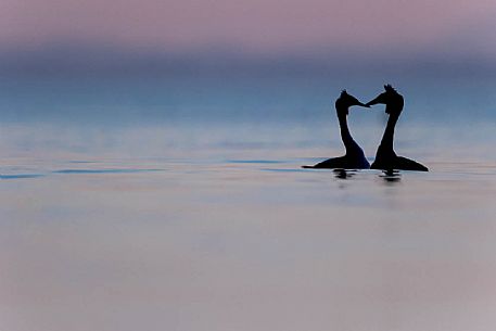 Podiceps cristatus
The silhouette of a couple of two crested grebes Podiceps cristatus
The silhouette of a couple of two crested grebes