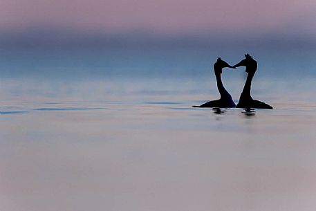 Podiceps cristatus
The silhouette of a couple of  two crested grebes 