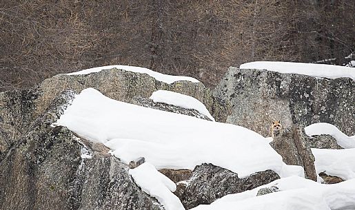 vulpes_vulpes
A red fox looking at me hidden in the rocks