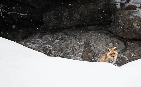 vulpes_vulpes
A red fox looking at me from his den