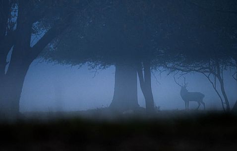 Cervus_elaphus 
A deer like a vision merging from the fog