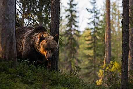 Ursus_arctos
Wild brown bear in the boreal forest at sunset