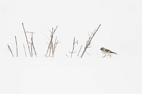 Montifringilla_nivalis
A White winged snowfinch in the White world Montifringilla_nivalis
A White winged snowfinch in the White world