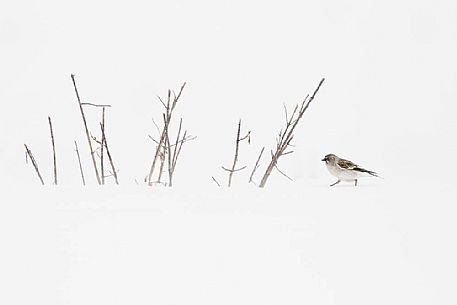 Montifringilla_nivalis
A White winged snowfinch in the White world