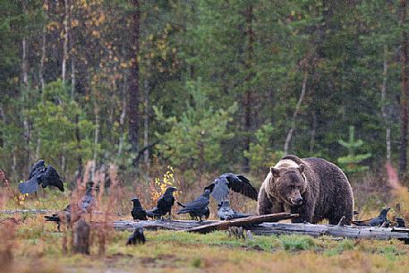 Ursus_arctos
A wild brown bear shares the lunch with a large group of raven