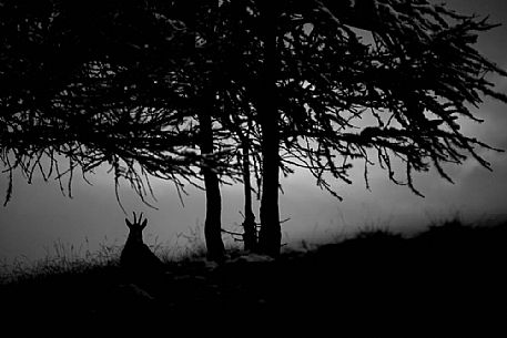 Alpine Chamois (Rupicapra rupicapra ) silhouette at dawn