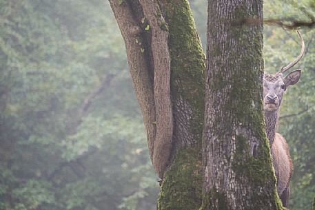 A deer (Cervus Elaphus), seems to spy me partially hidden by tree trunks