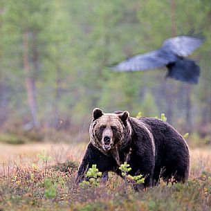 A wild brown bear (Ursus arctos) looking at a Landing raven A wild brown bear (Ursus arctos) looking at a Landing raven