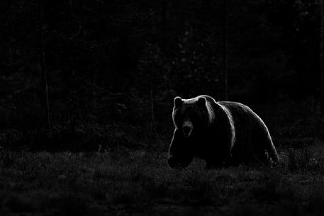 A backlit brown bear (Ursus arctos) walking in the taiga