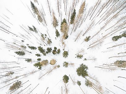 Aerial shot of a forest near Bosco gurin, Switzerland