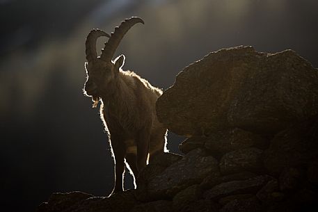 The backlit shape of an alpine ibex in the first rays of the sun