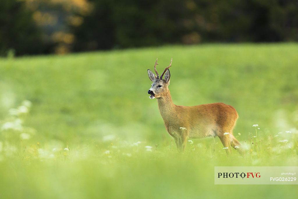 Male roe deer in the morning on the Piana of Fusine, Tarvisio, Italy