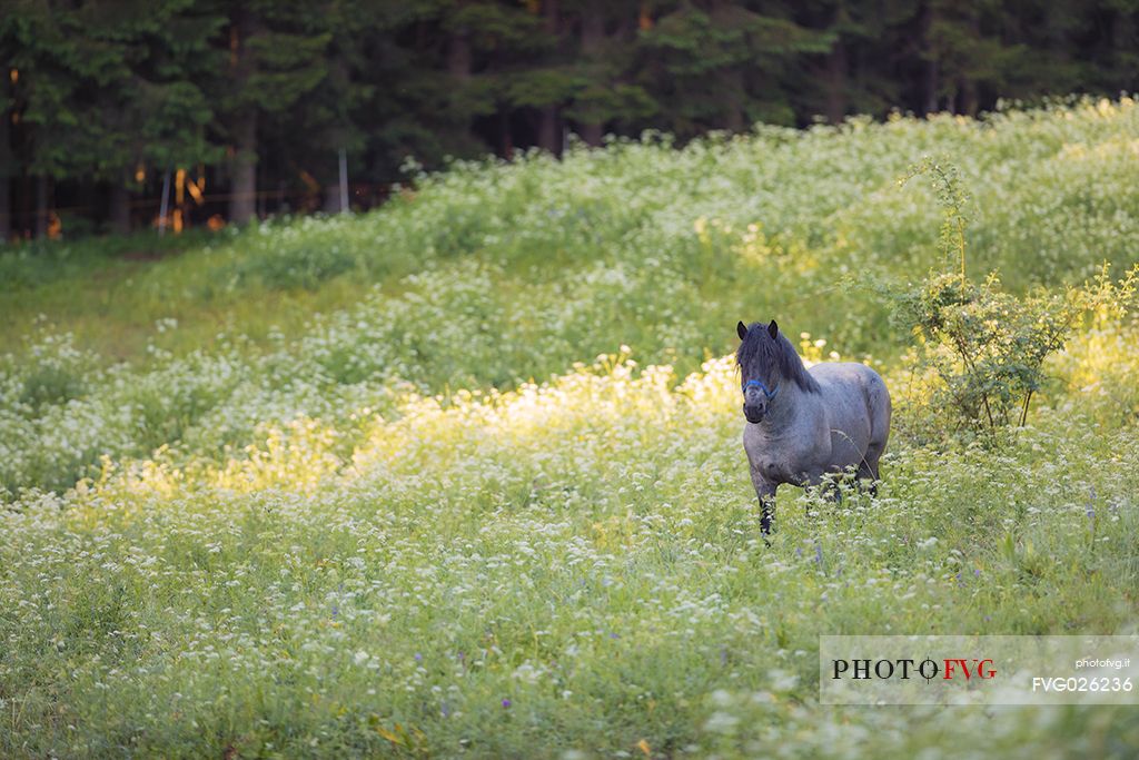 Male horse in the Rutte forest, Tarvisio, Friuli Venezia Giulia, Italy