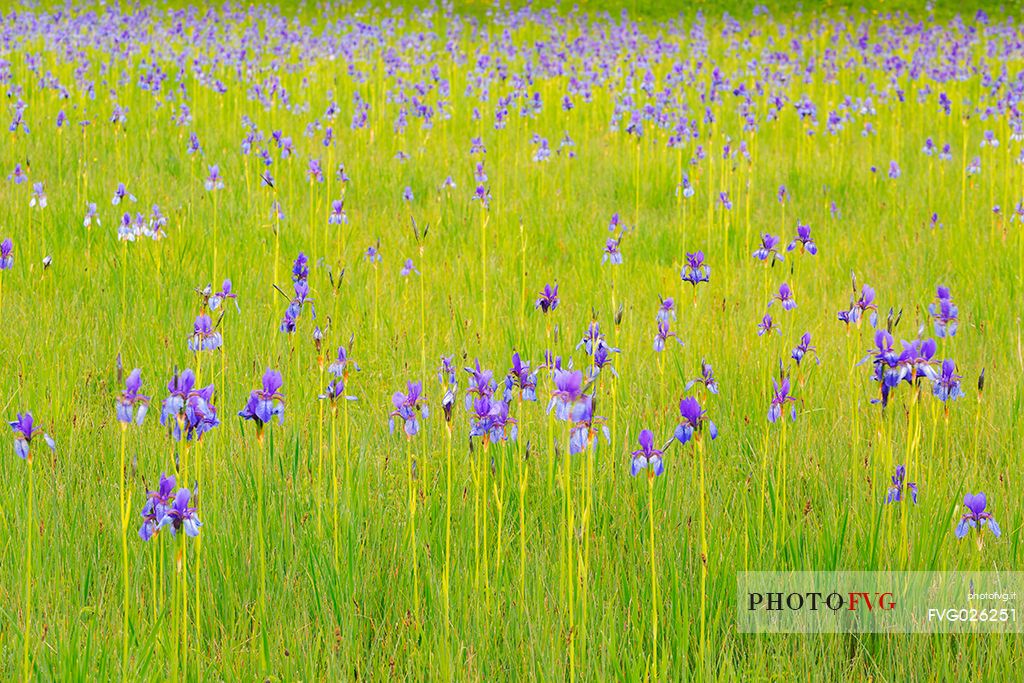 Spring Iris (Iris Sibirica) flowering, Fusine, Tarvisio, Friuli Venezia Giulia, Italy