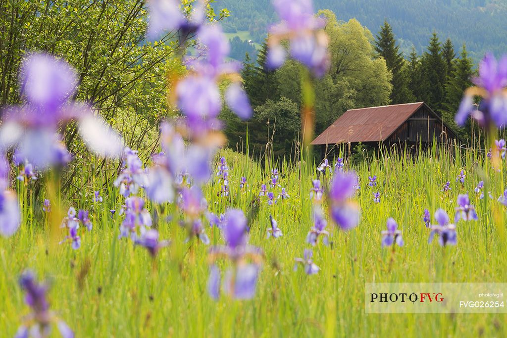Little mountain house in the spring flowering of Iris Sibirica, Fusine, Tarvisio, Italy