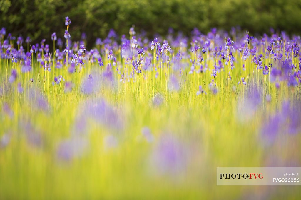 Spring Iris (Iris Sibirica) flowering, Fusine, Tarvisio, Friuli Venezia Giulia, Italy