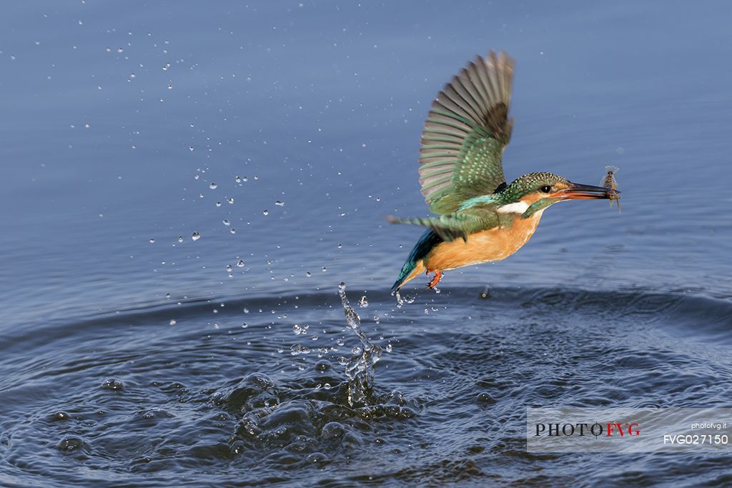 A common Kingfisher, Alcedo Atthis, fishing in Durankulak lake, Bulgaria