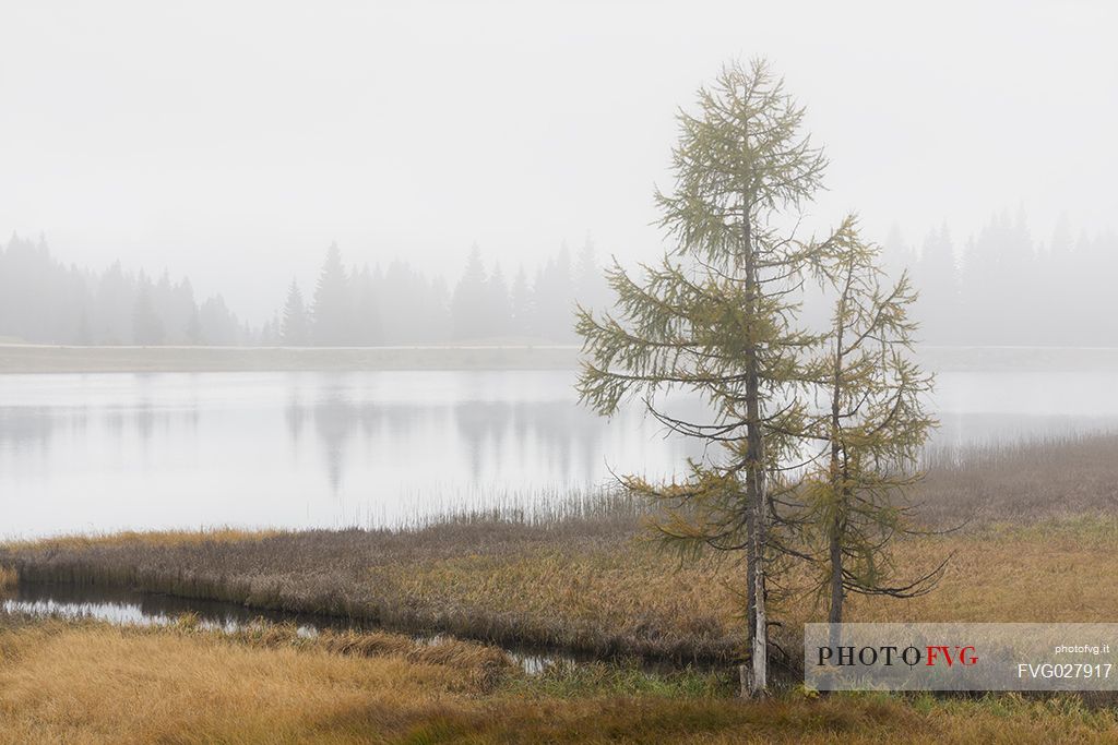 Autumn colors in a foggy morning at  Nassfeld lake, on the border between Italy and Carinthia, Friuli Venezia Giulia, Italy