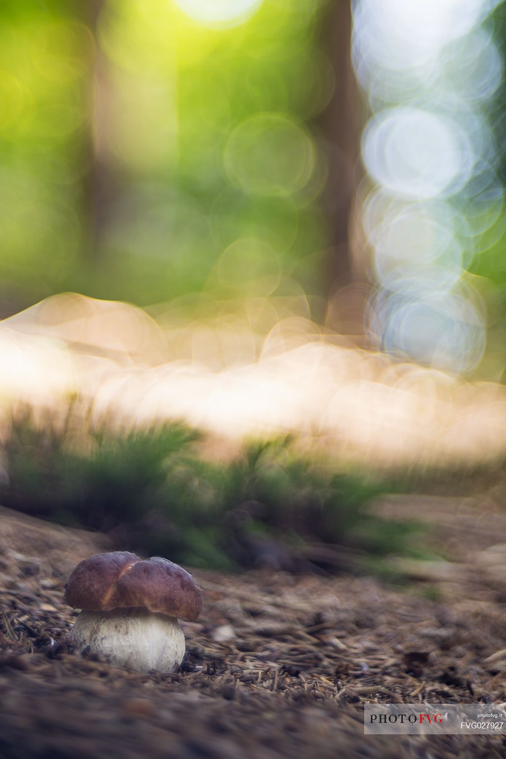 A little boletus edulis or Porcino mushroom  in the morning light of the Fusine forest, in autumn, Julian Alps, Italy