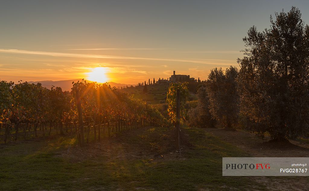 The splendid vineyards of Castello Banfi or Poggio alle Mura castle at sunset, Tuscany, Italy