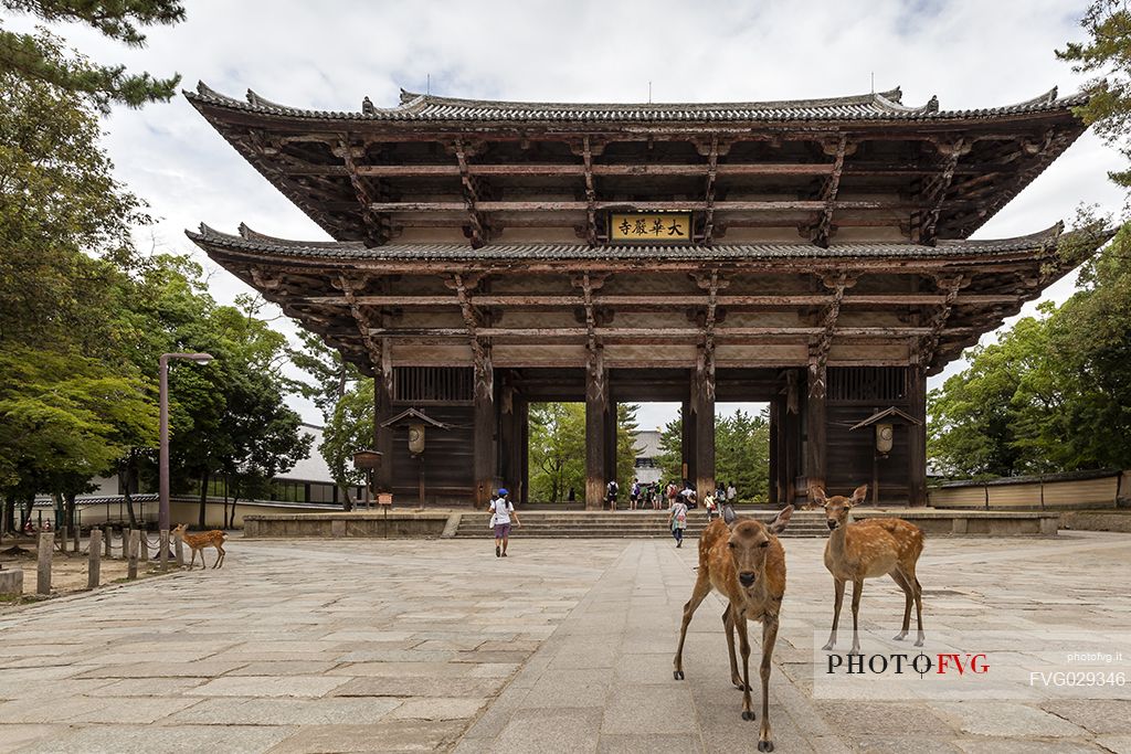 Sacred deers in front of the Great South Gate  or  Nandaimon Gate, main gate of Todai-ji temple, Nara, Japan