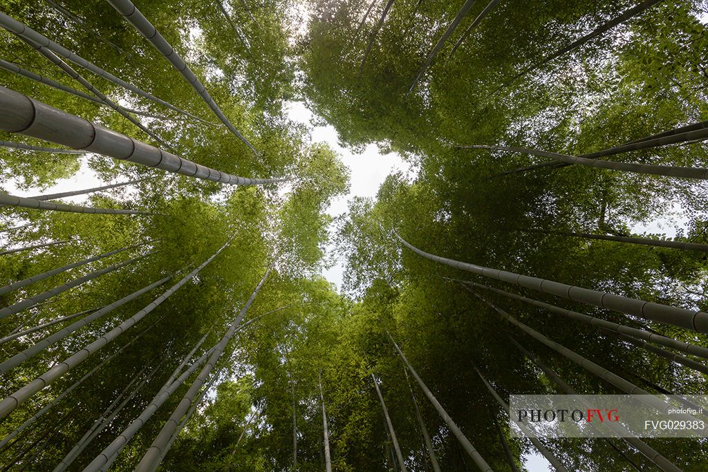 Arashiyama bamboo grove is one of Kyoto's top  and most photographed sights in the city, Japan