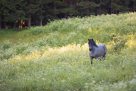 Male horse in the Rutte forest, Tarvisio, Friuli Venezia Giulia, Italy