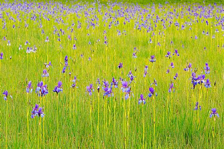 Spring Iris (Iris Sibirica) flowering, Fusine, Tarvisio, Friuli Venezia Giulia, Italy