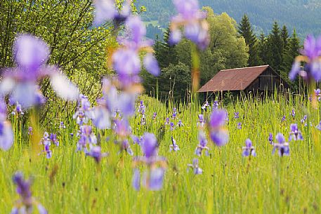 Little mountain house in the spring flowering of Iris Sibirica, Fusine, Tarvisio, Italy