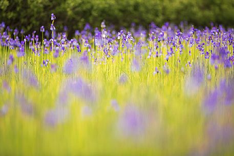 Spring Iris (Iris Sibirica) flowering, Fusine, Tarvisio, Friuli Venezia Giulia, Italy