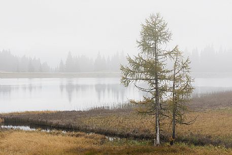 Autumn colors in a foggy morning at  Nassfeld lake, on the border between Italy and Carinthia, Friuli Venezia Giulia, Italy