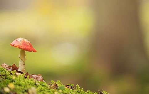 Amanita muscaria mushroom or fly agaric with autumn colors in the Fusine forest, Tarvisio, Julian Alps, Friuli Venezia Giulia, Italy