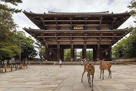 Sacred deers in front of the Great South Gate  or  Nandaimon Gate, main gate of Todai-ji temple, Nara, Japan