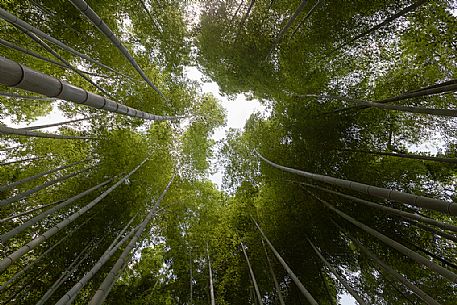 Arashiyama bamboo grove is one of Kyoto's top  and most photographed sights in the city, Japan