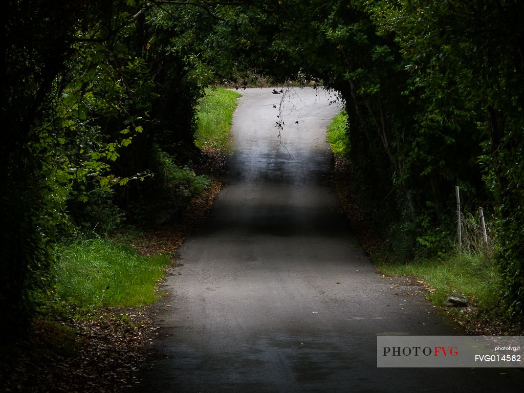 A tunnel of leaves