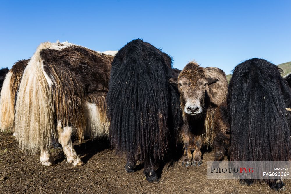 Some yaks in the mongolian steppe, Mongolia