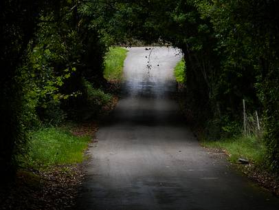 A tunnel of leaves