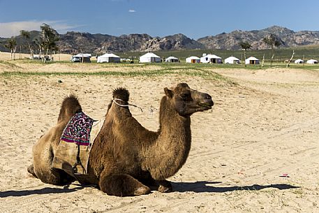 A camel in the so called Mini Gobi Desert in central Mongolia.