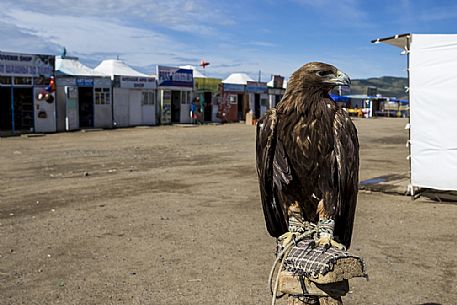 An Hawk in captivity near the Erdene Zuu monastery, vrhangaj, Mongolia