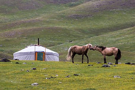 Two horses in front of a traditional mongolian tent called a ger, Mongolia