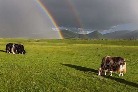 Two rainbows above the mongolian steppe with some yaks, Mongolia