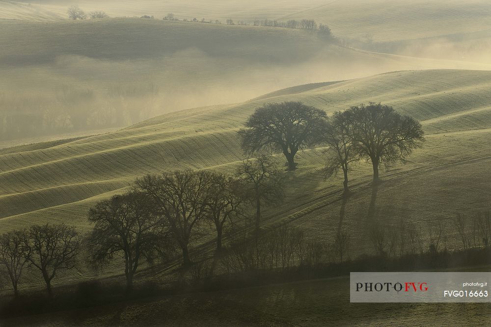 foggy morning in val d'orcia