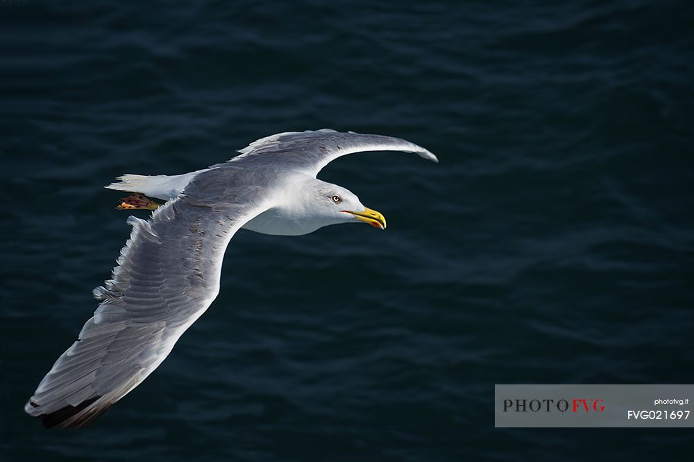 Gull in flight  