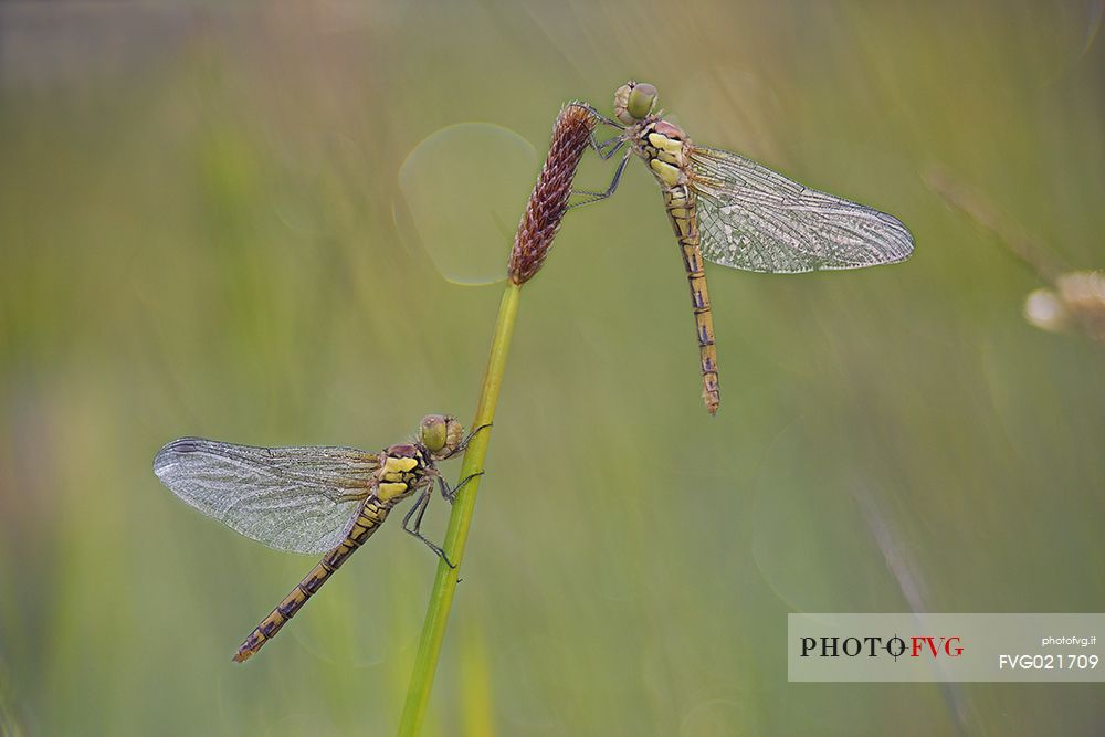 Libellule, Sympetrum fonscolombii, female