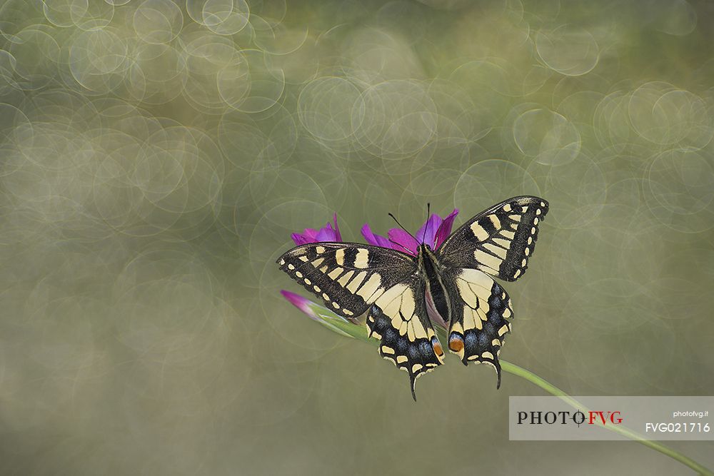 Batterfly Papilio machaon