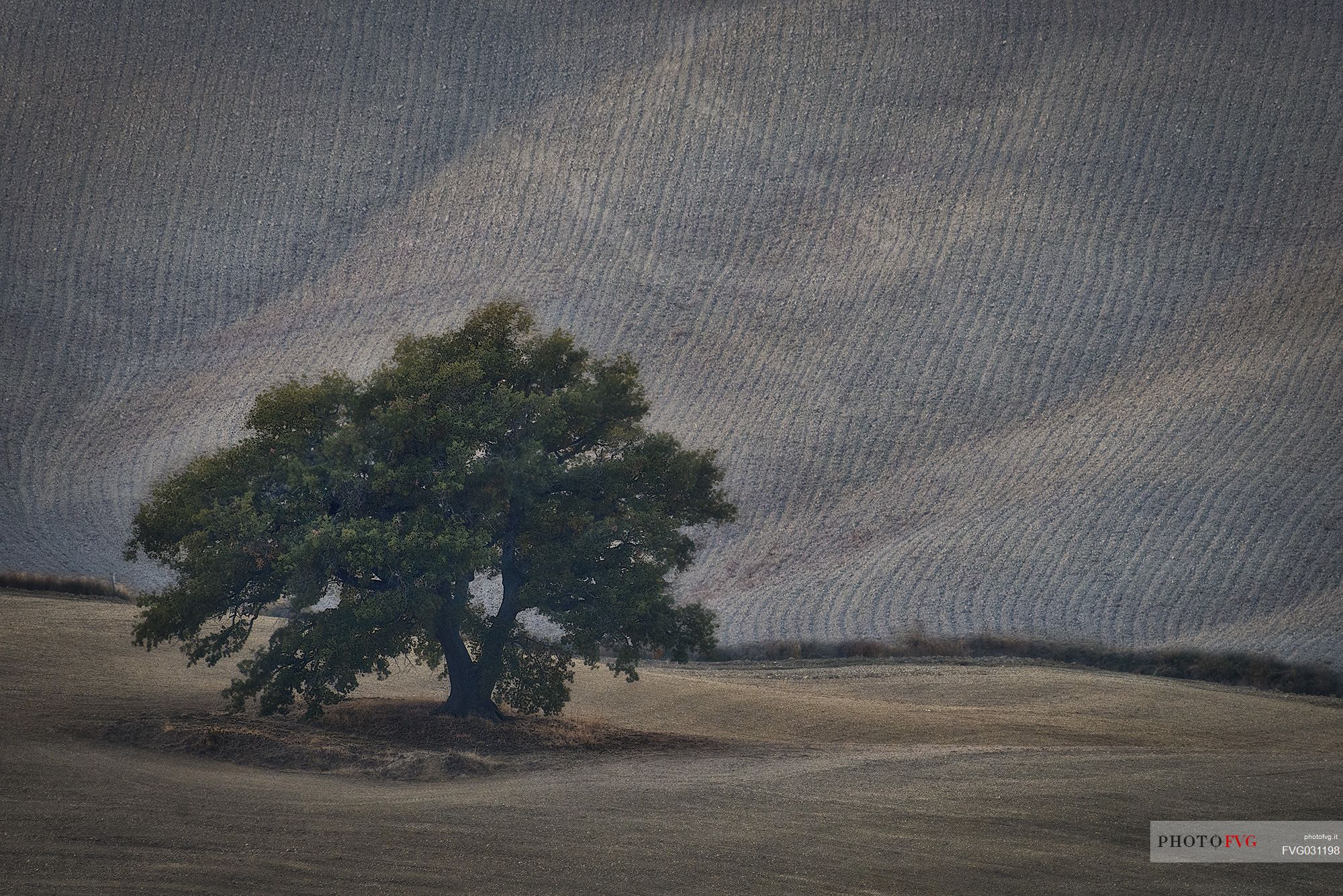 Lonely tree in the hills of Val d'Orcia, Tuscany, Italy