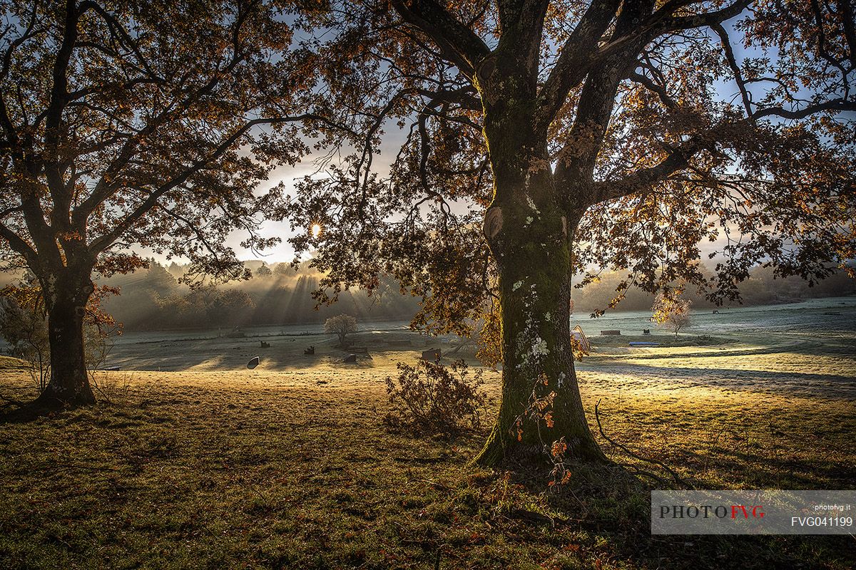 The morning fog among the oak trees in the autumn, Castelli romani, Velletri, Rome, Latium, Italy, Europe