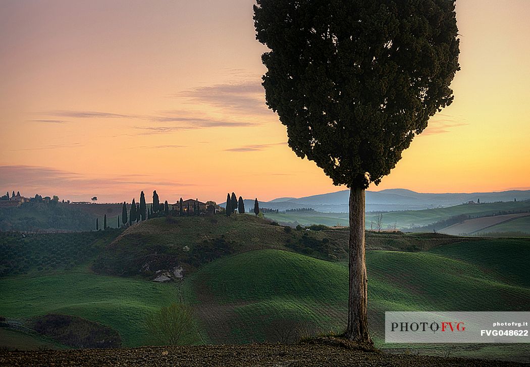 The Belvedere farm, Podere Belvedere in San Quirico d'Orcia, Orcia valley, Tuscany, Italy, Europe