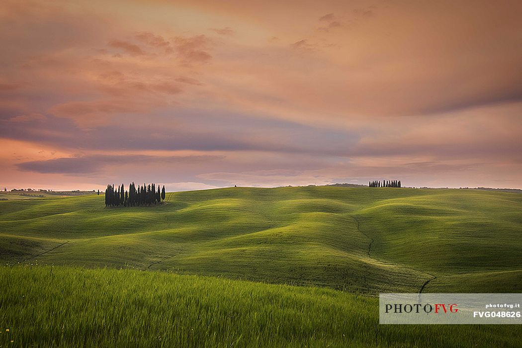 Group of cypresses in San Quirico d'Orcia, Orcia valley, Tuscany, Italy, Europe